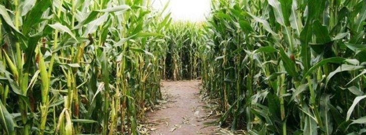 Teen Corn Maze - Bernville, PA